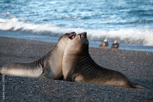 Elephant seals playing, Argentina