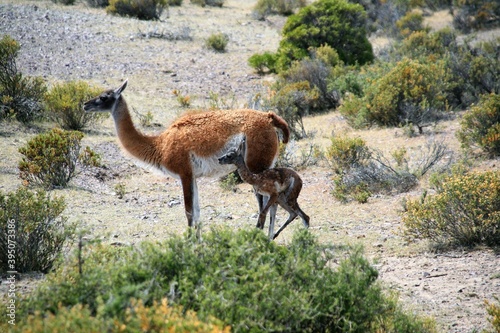 WIld guanaco with newborn baby in  Argentina