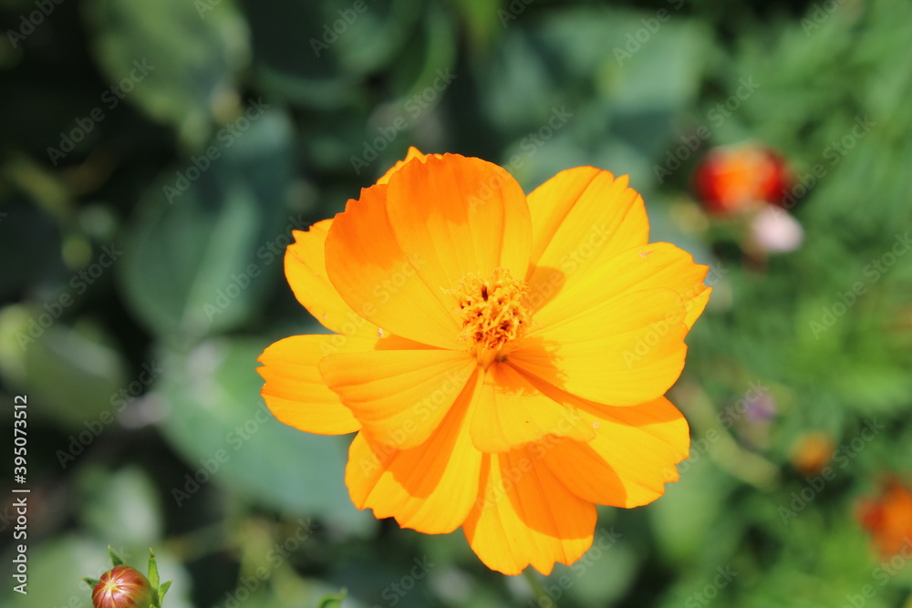 orange flower with leaves