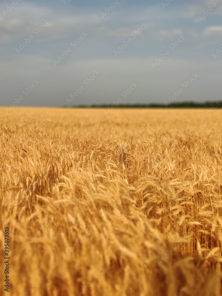 
Wheat field
beautiful field
wheat