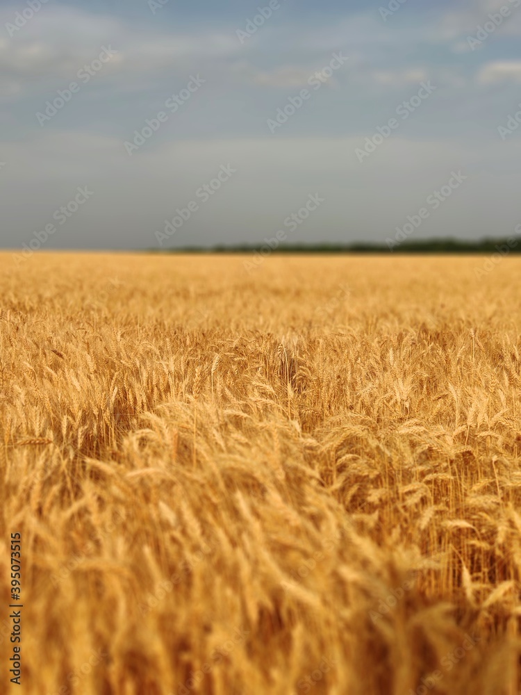 Wheat field
beautiful field
wheat
Wheat field
beautiful field
wheat