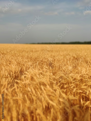  Wheat field beautiful field wheat