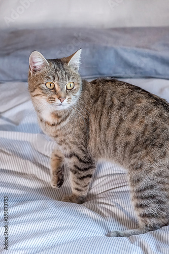 Cute gray tabby cat is standing on the bed at home. He waves his tail playfully.