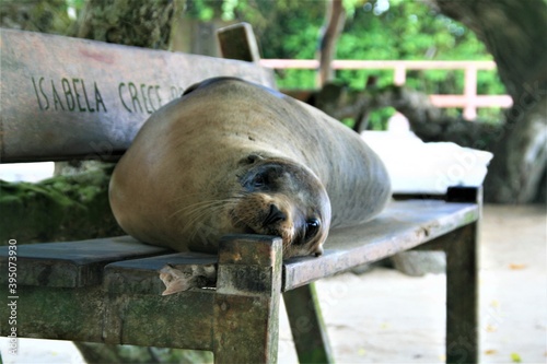 Sealion at Galapagos