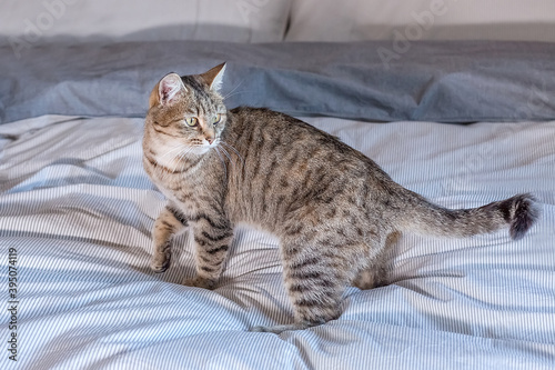 Cute gray tabby cat is standing on the bed at home. He waves his tail playfully.