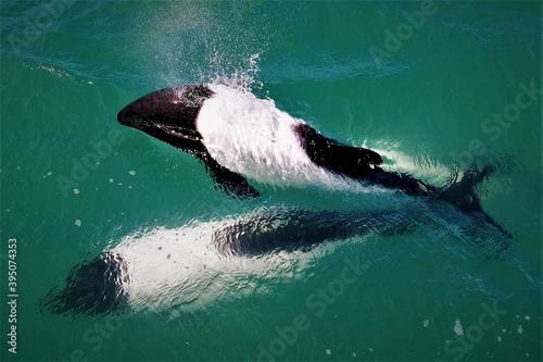 Tonina Dolphins, South Argentina