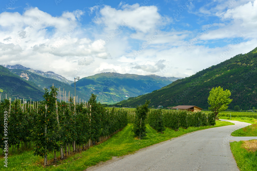 Summer landscape along the cycleway of the Venosta valley