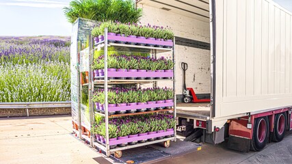truck delivered flowers in pots, transport logistics in Europe
