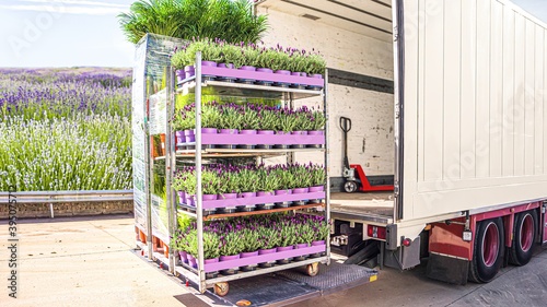 truck delivered flowers in pots, transport logistics in Europe