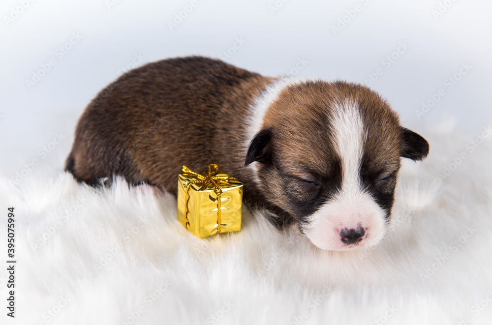 Small Pembroke Welsh Corgi puppy dog with gift