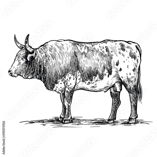 Breeding cattle. American bull. vector sketch on white background