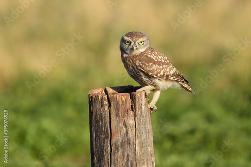 The little owl (Athene noctua) sitting on the branch. Little owl sitting on a branch from a yellow-yellow background of the Hungarian puzsta.