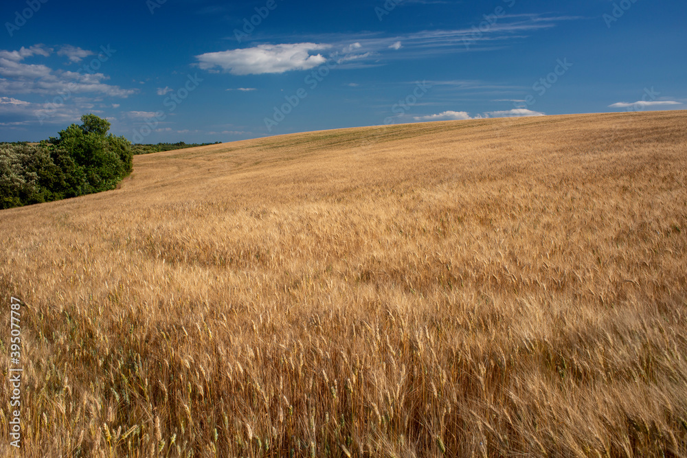 field of wheat in Provence - France