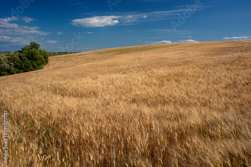 field of wheat in Provence - France