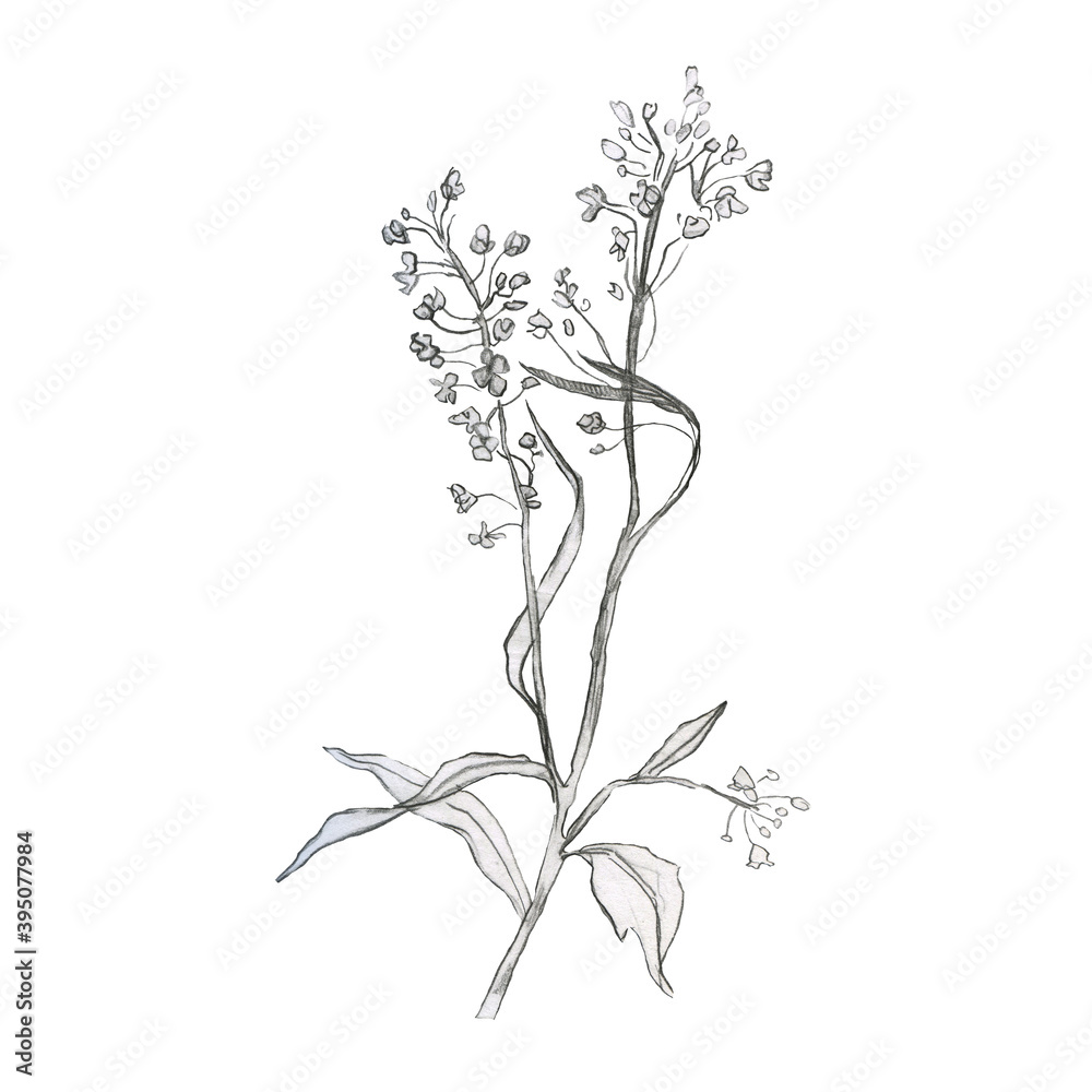 Illustration, branch of plant with leaves. Pencil drawing. Hand-drawn sketch. Grass. Illustration, branch of plant with leaves. Pencil drawing. Hand-drawn sketch. Grass.