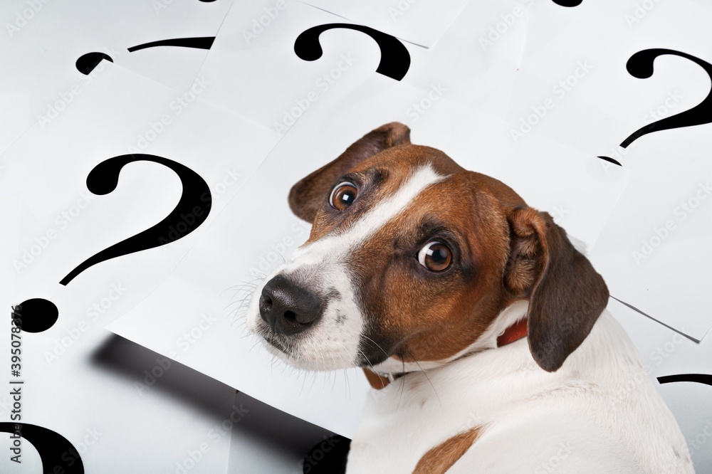 Cute confused little dog with question marks Stock Photo | Adobe Stock