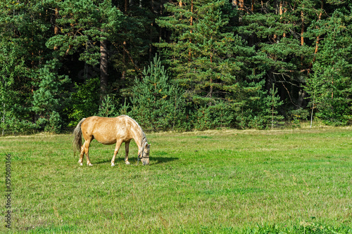 Lonely grazing horse.