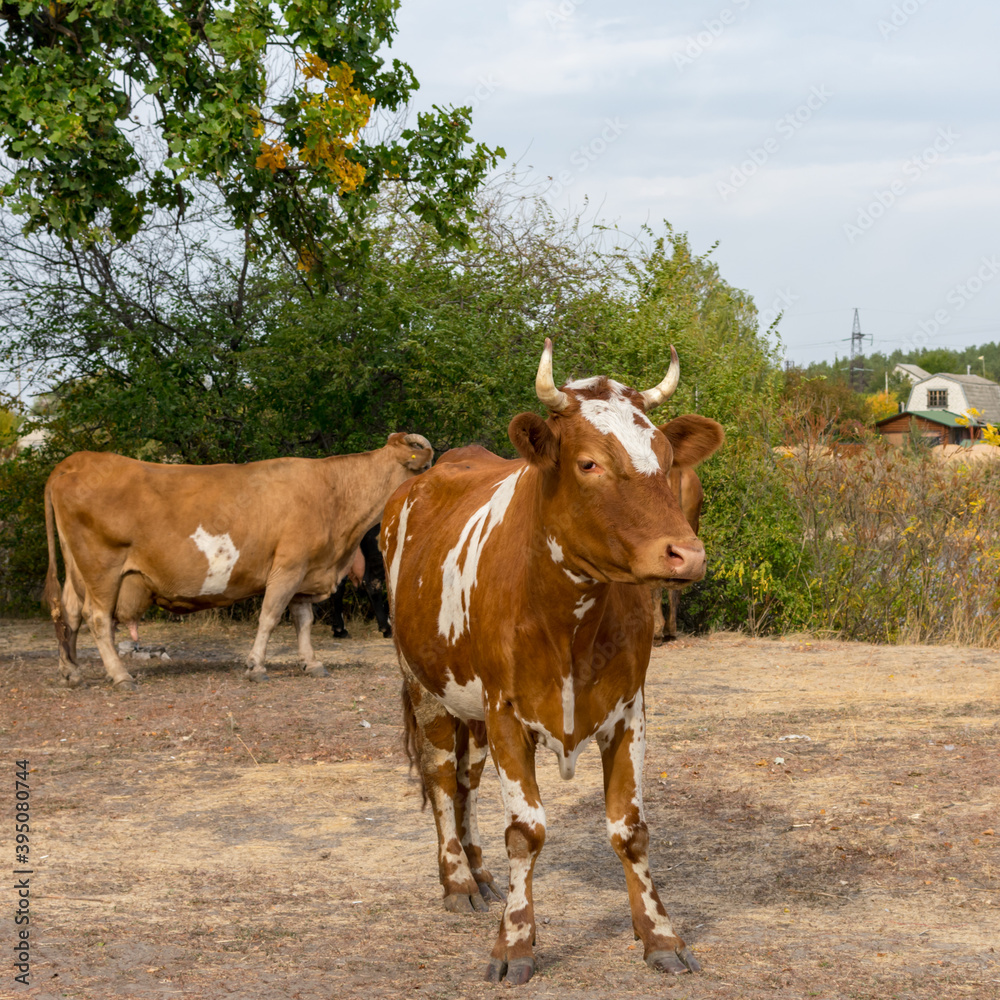 A variegated cow in the green countryside against the backdrop of a herd of cows and trees.