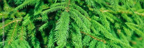 Christmas fir branches Background. Christmas pine tree wallpaper. Copy space. Banner. © Marina Demidiuk