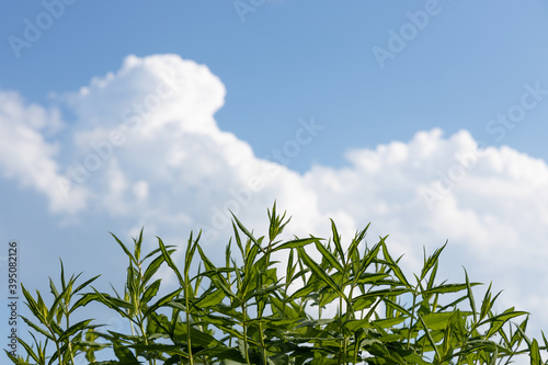 Green plants against the sky