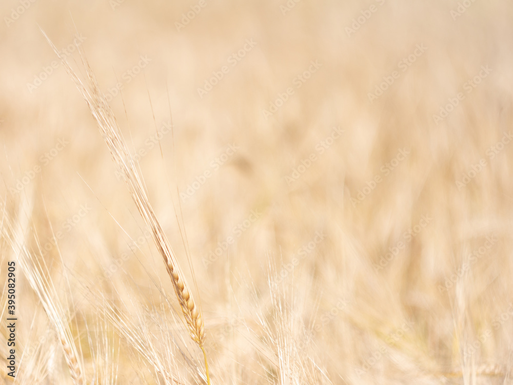 Spikelet on a blurry background Spikelet on a blurry background