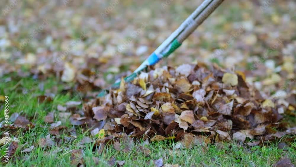 Rake with fallen leaves at autumn. Gardening during fall season. Cleaning lawn from leaves. Autumnal work in garden. close up view. Slow motion footage Rake with fallen leaves at autumn. Gardening during fall season. Cleaning lawn from leaves. Autumnal work in garden. close up view. Slow motion footage