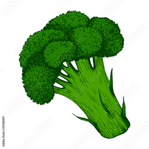 Broccoli colorful green fresh vegetable, isolated on white.