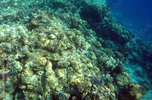 Fototapeta Naklejka Na Ścianę i Meble -  Tropical coral reef. Ecosystem and environment. Egypt. Near Sharm El Sheikh