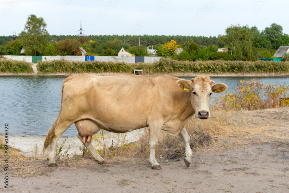 Obraz premium A brown cow in a green countryside against the backdrop of a herd of cows and trees.