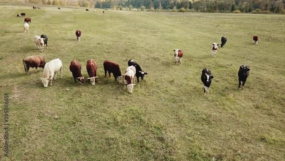 cows graze on pasture in autumn. cattle in the field. livestock and farming. cows graze on pasture in autumn. cattle in the field. livestock and farming.