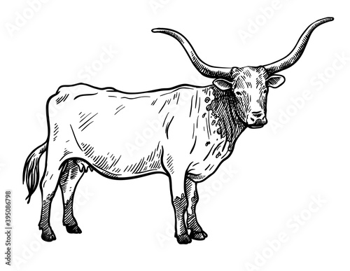 Breeding cattle. silhouette of a grazing Texas cow. vector illustration isolated on white background