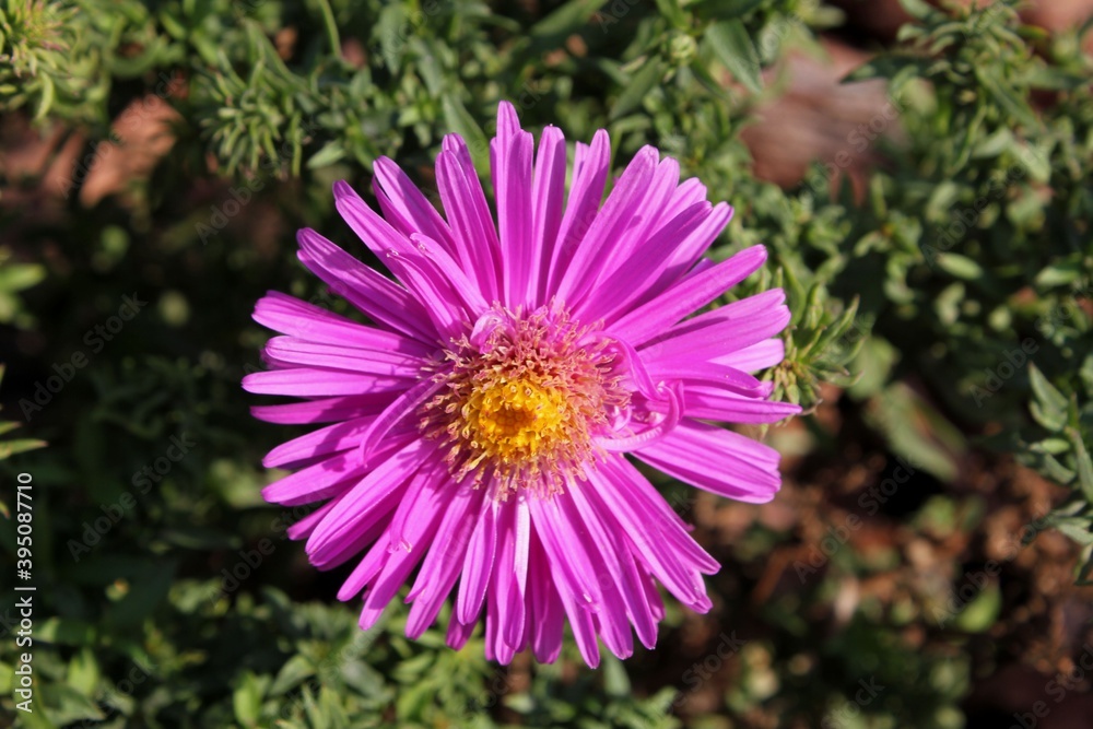 Obraz premium Beautiful flower