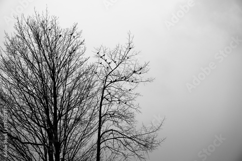 tree in clouds with birds