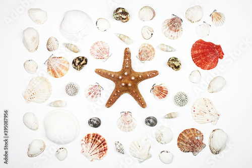 composition of exotic sea shells and starfish on a white background. top view.
