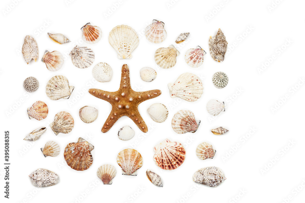 composition of exotic sea shells and starfish on a white background. top view. composition of exotic sea shells and starfish on a white background. top view.