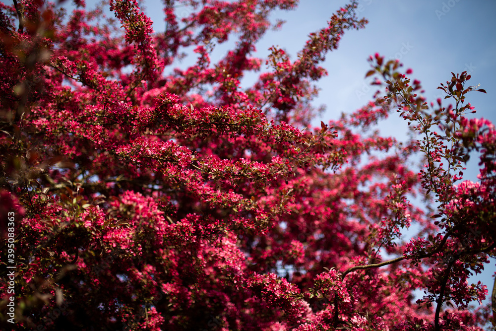 dark pink violet tree blossoms in the spring sunshine dark pink violet tree blossoms in the spring sunshine