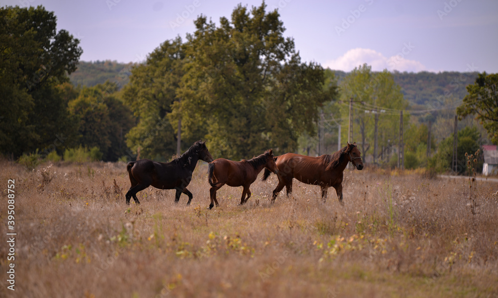 free horses running through the meadow near the forest in the middle of summer free horses running through the meadow near the forest in the middle of summer