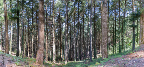 Panorama beautiful summer forest with pine trees