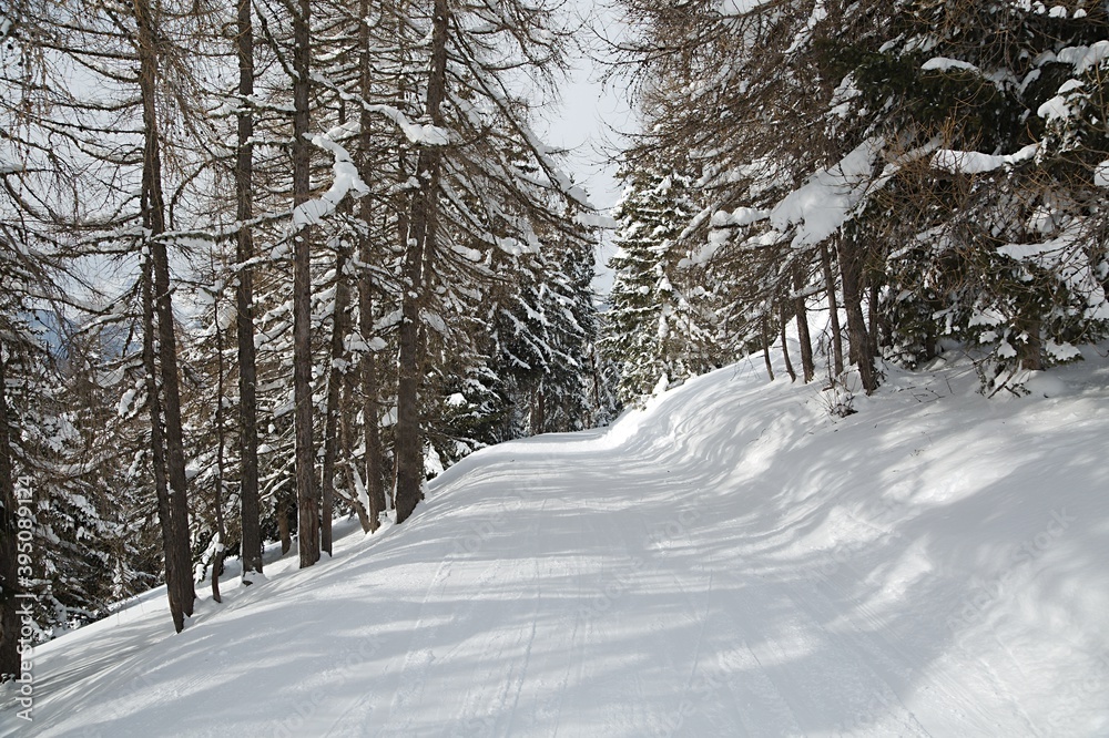 Obraz premium Snowy trees on a winter mountain snowcovered landscape, cloudy weather