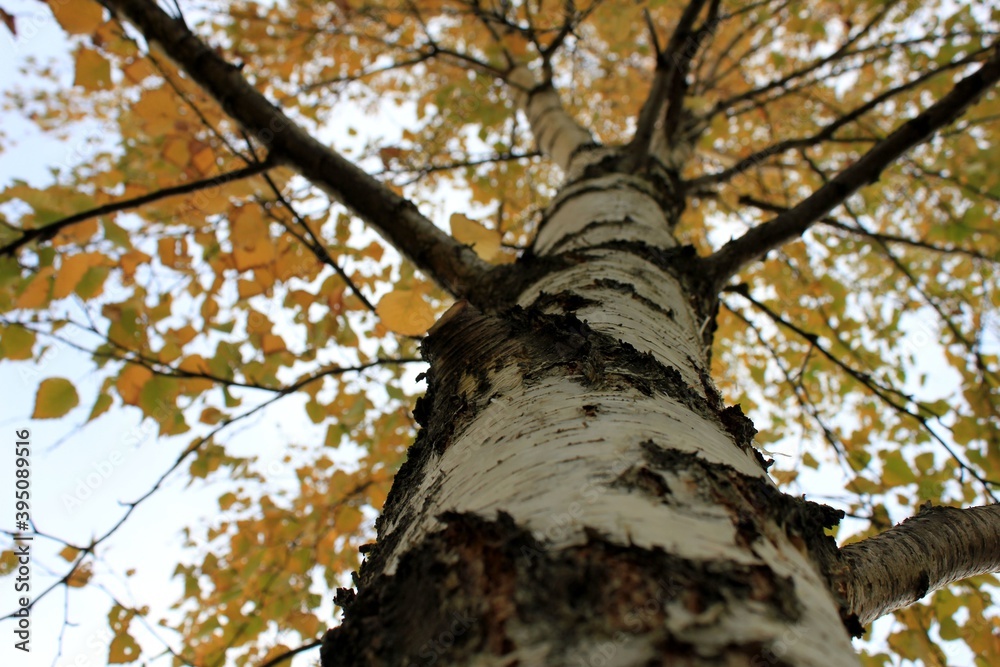 Fototapeta premium Tree in the forest bottom view