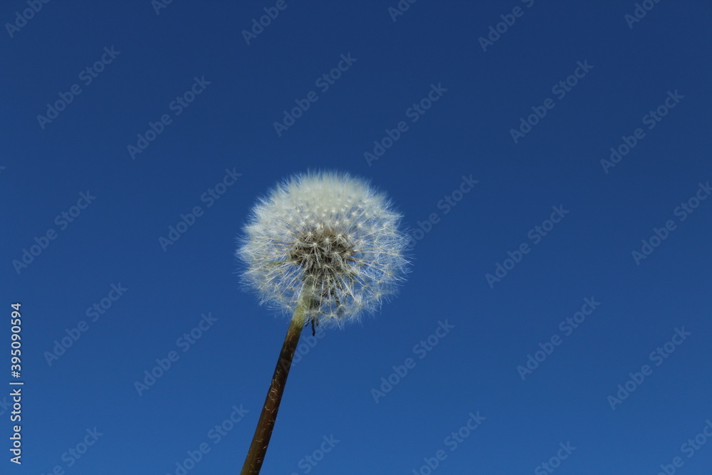 dandelion against blue sky