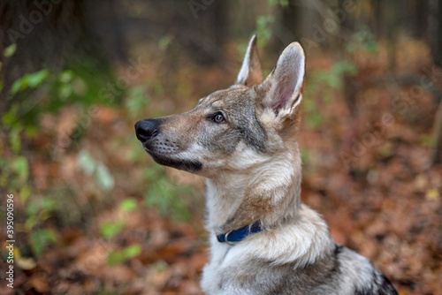 Młody pies w jesiennym lesie