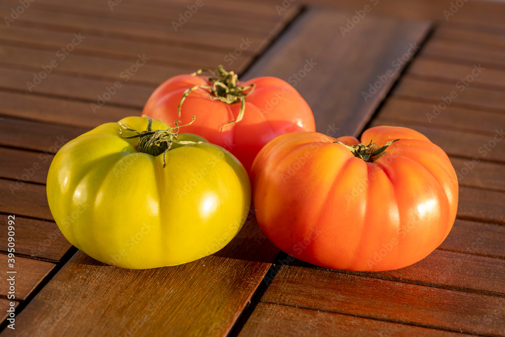 Close up on three green and ripe red village tomatoes lying on brown wooden surface. Natural food background with copy space. Sun light reflecting on fruits. Close up on three green and ripe red village tomatoes lying on brown wooden surface. Natural food background with copy space. Sun light reflecting on fruits.