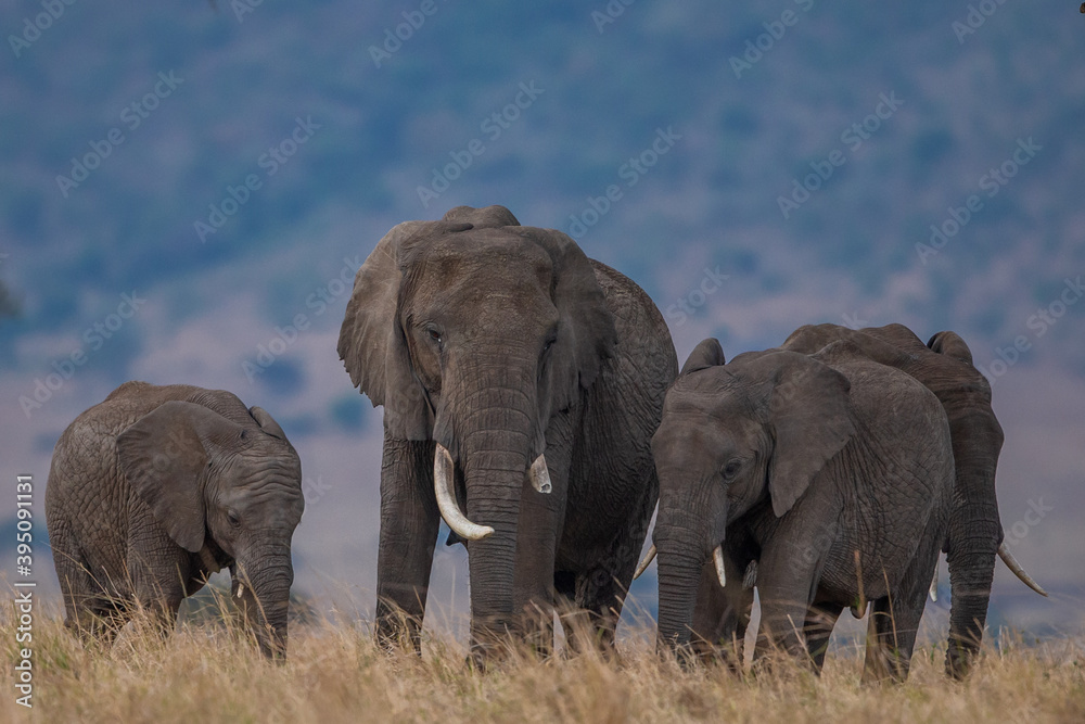 Obraz premium Elephants 