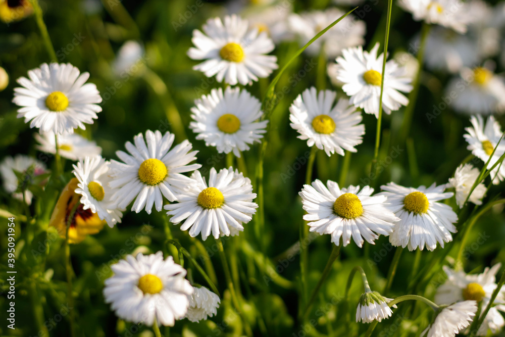 Wonderful Spring Meadow with Daisies. Branches of fresh chamomile. Matricaria chamomilla blooming. Wedding card, birthday card. Space for text Wonderful Spring Meadow with Daisies. Branches of fresh chamomile. Matricaria chamomilla blooming. Wedding card, birthday card. Space for text
