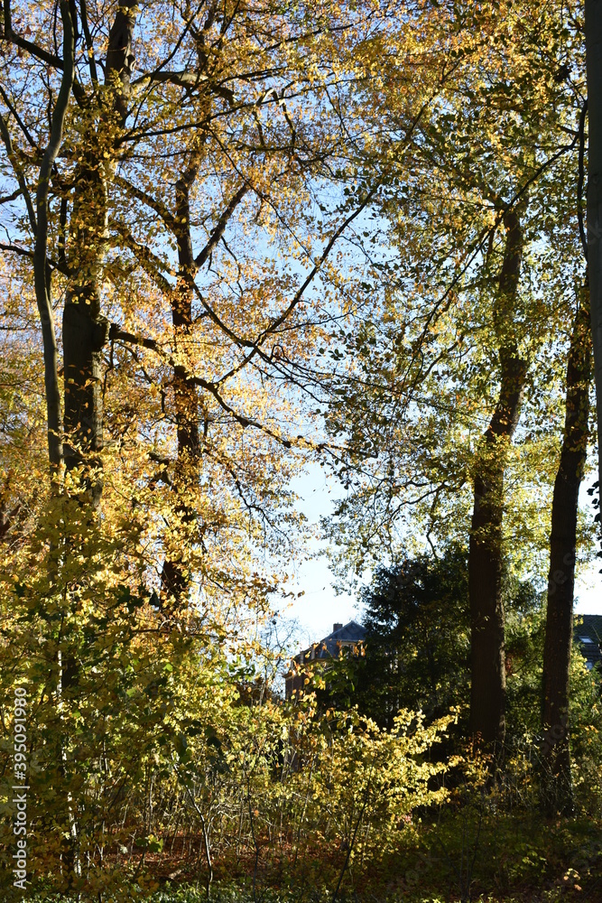 Fototapeta premium autumn in the forest