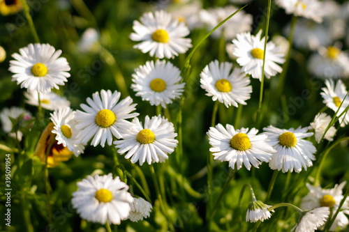 Wonderful Spring Meadow with Daisies. Branches of fresh chamomile. Matricaria chamomilla blooming.  Wedding card  birthday card. Space for text