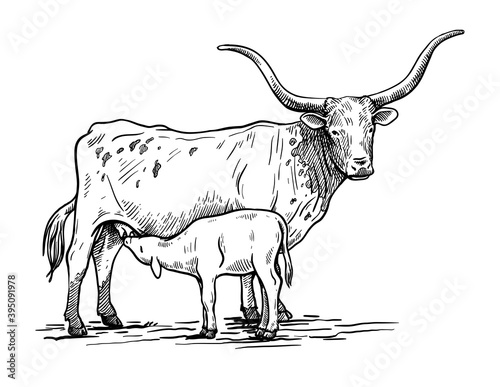 Breeding cattle. silhouette of a grazing Texas cow and calf. vector illustration isolated on white background