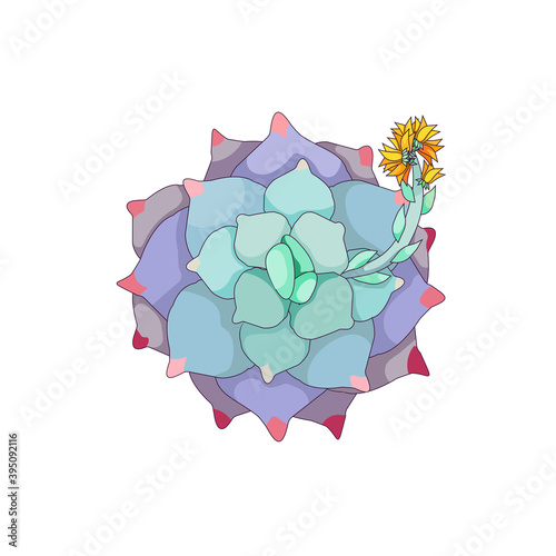 Blue leaved blossoming Echeveria on white isolated background, vector outlined succulent named Stone Rose in Cartoon style, isolated succulent Echeveria, concept of House Plants and Window Gardening.