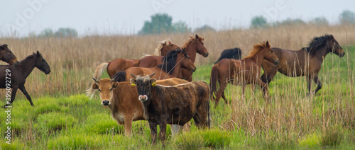  Wild horses in the Danube Delta, Romania